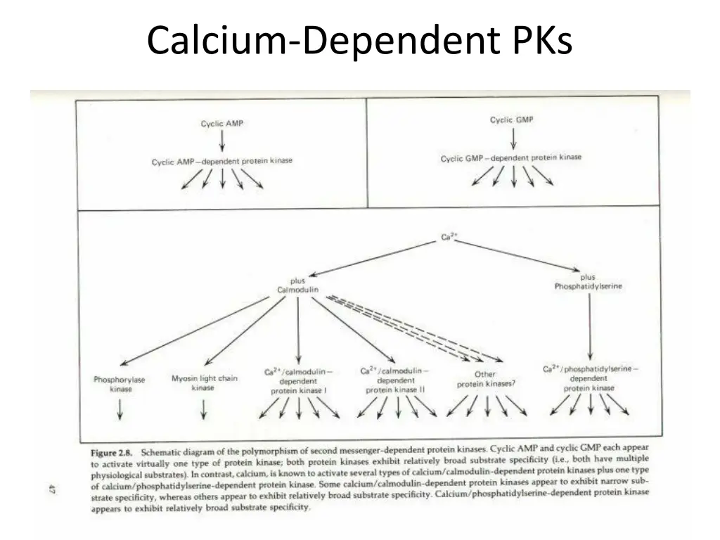 calcium dependent pks