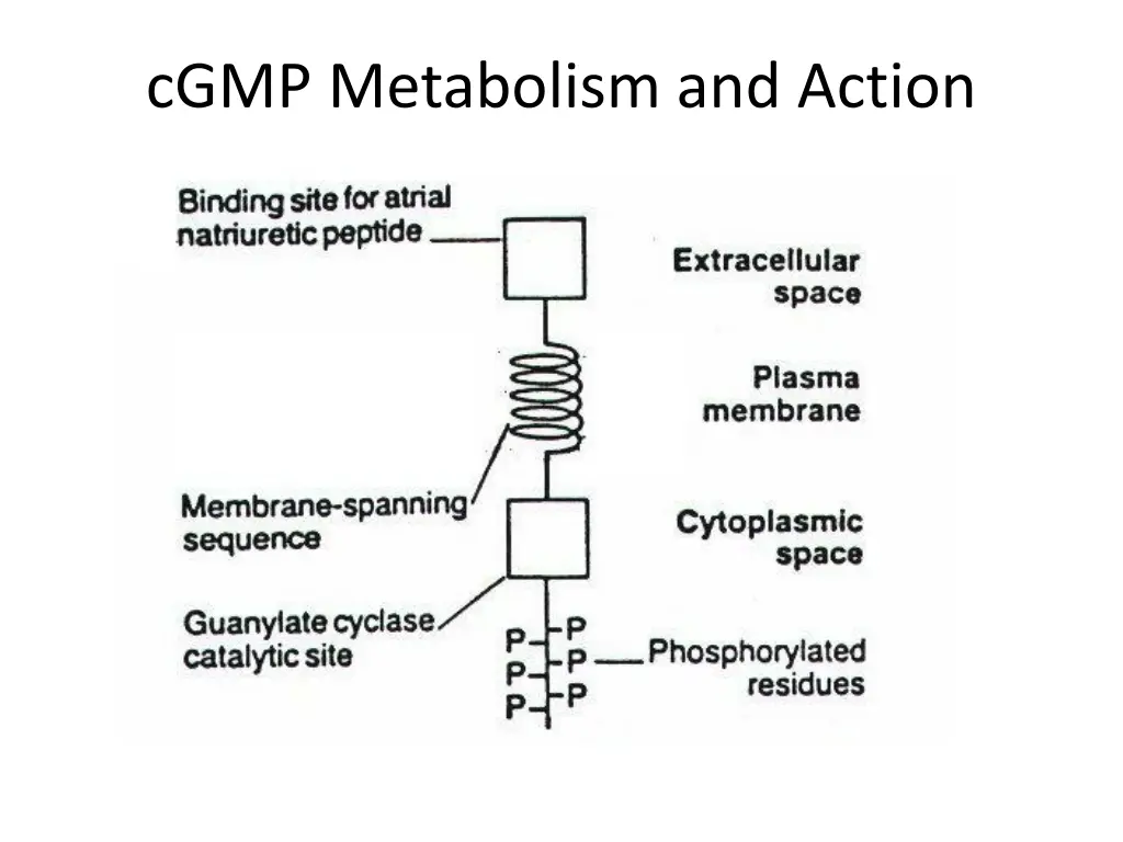 cgmp metabolism and action