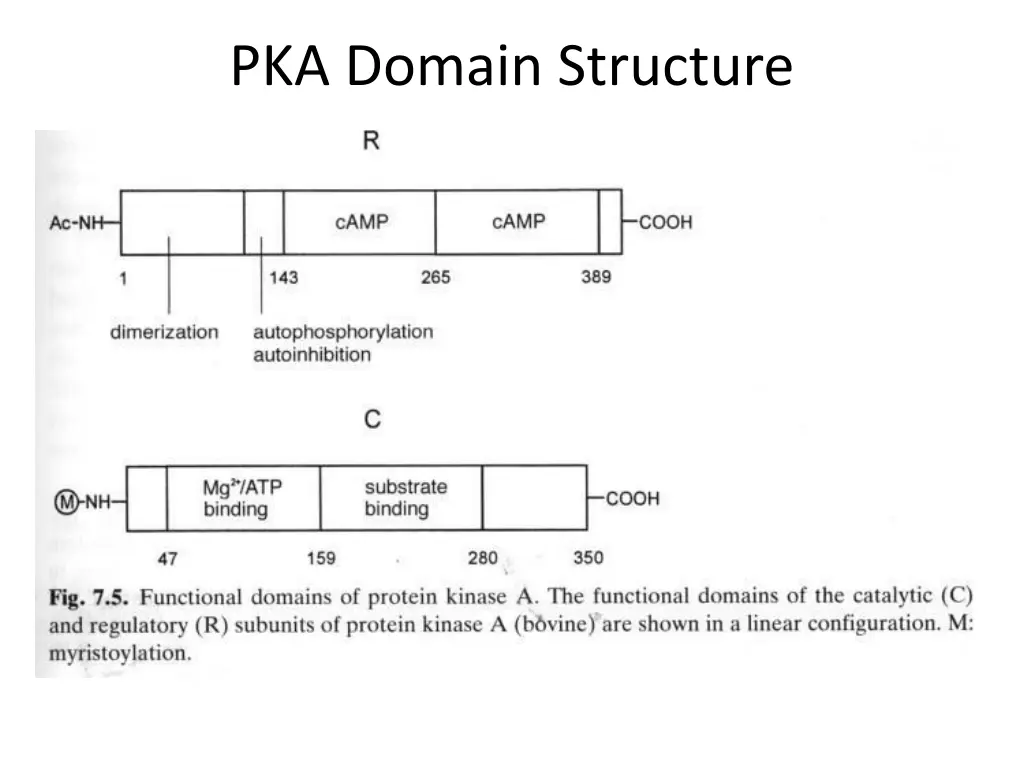 pka domain structure