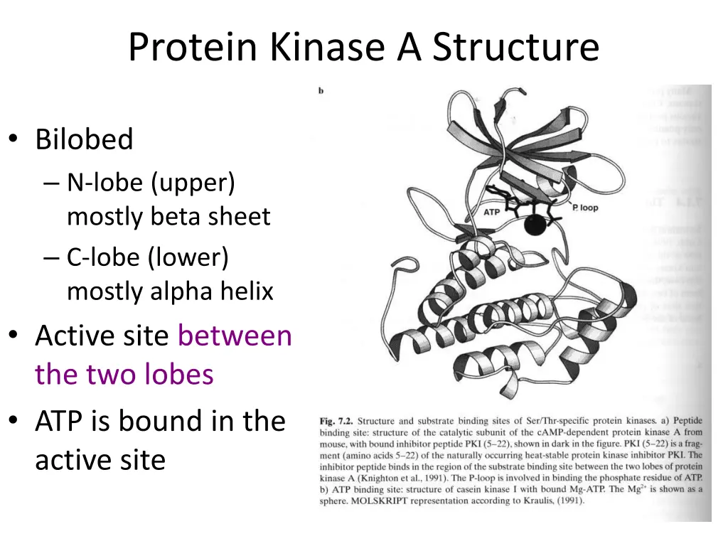 protein kinase a structure