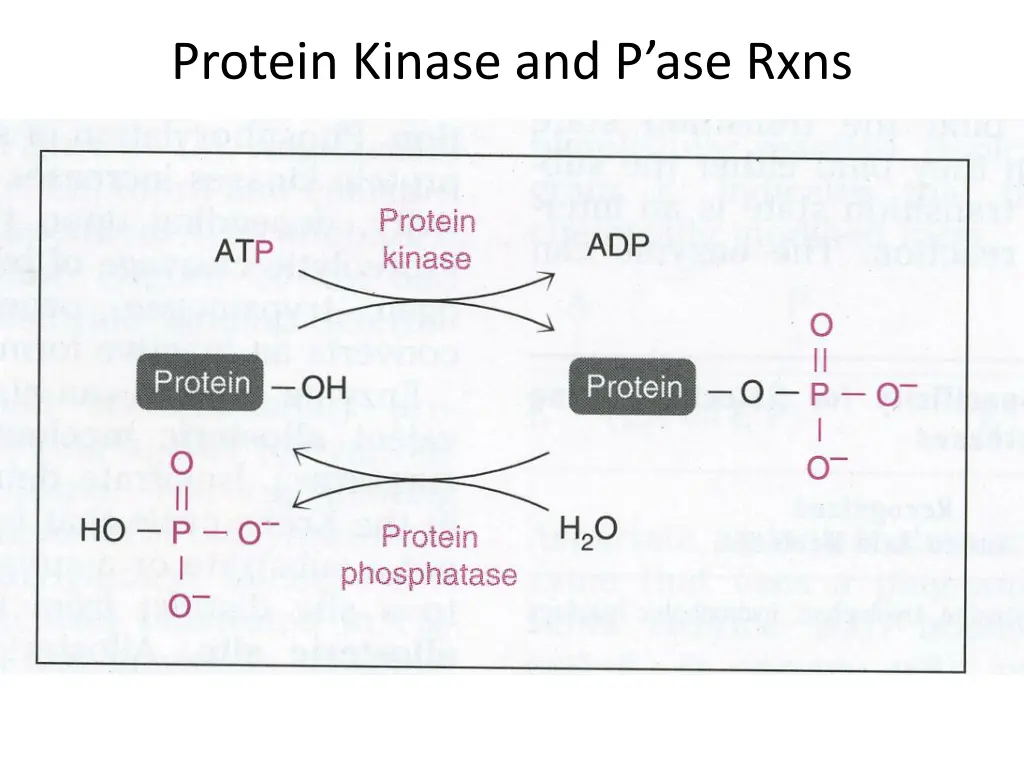 protein kinase and p ase rxns