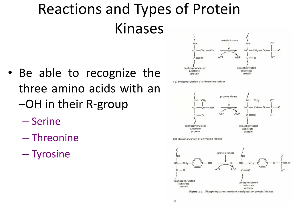 reactions and types of protein kinases