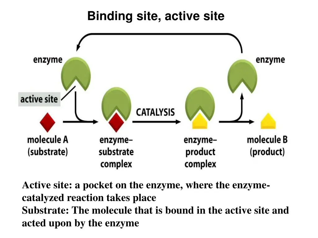 binding site active site