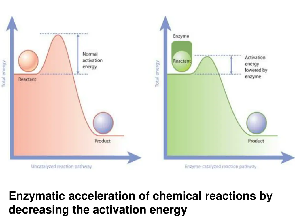 enzymatic acceleration of chemical reactions