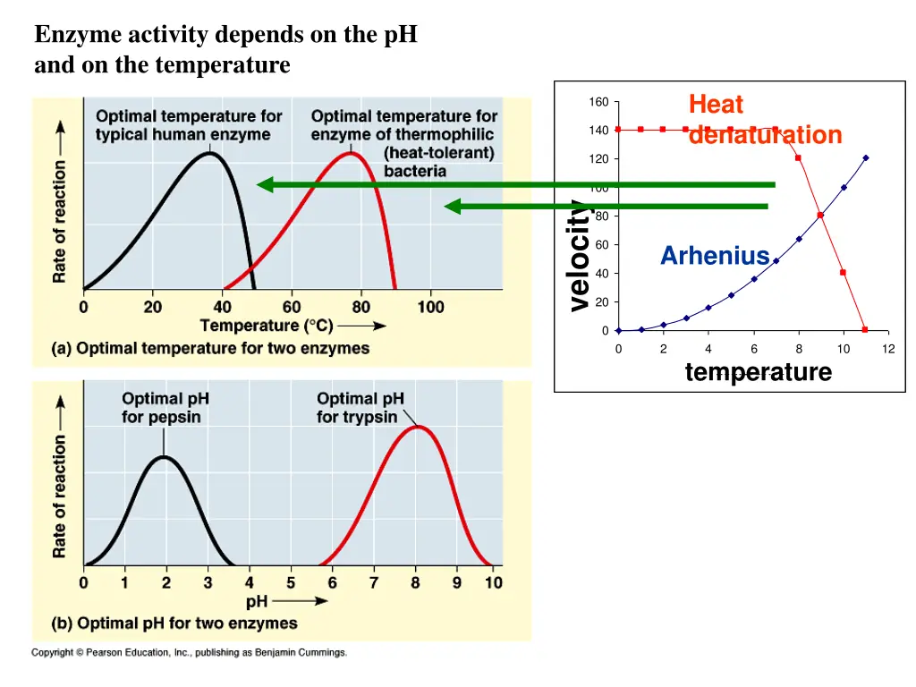 enzyme activity depends