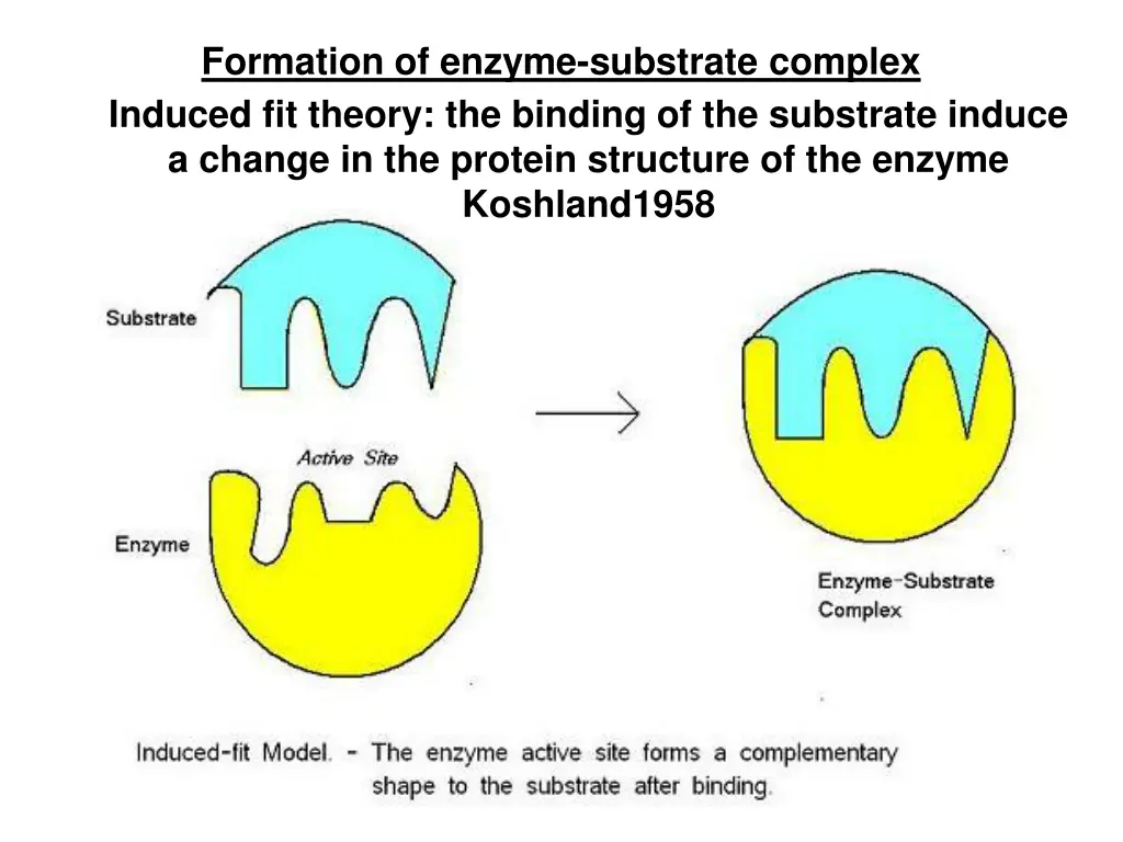 formation of enzyme substrate complex 1