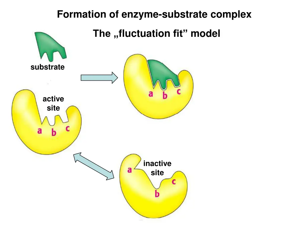 formation of enzyme substrate complex 2