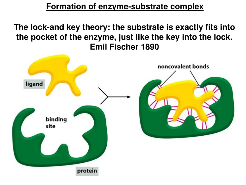 formation of enzyme substrate complex