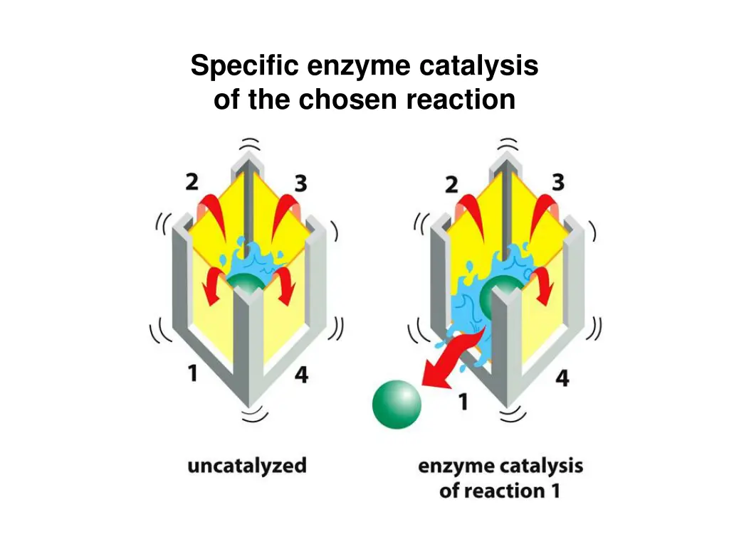 specific enzyme catalysis of the chosen reaction
