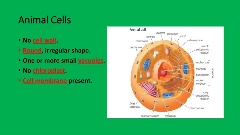 animal cells animal cells