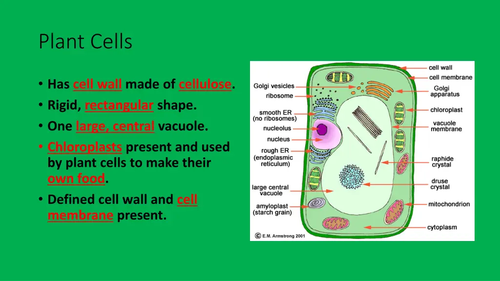 plant cells