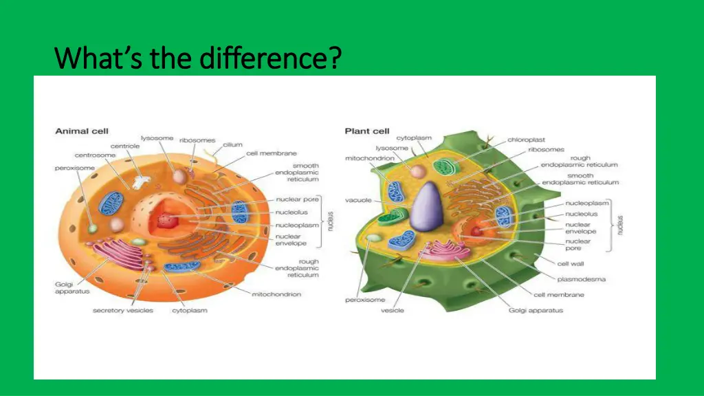 what s the difference what s the difference
