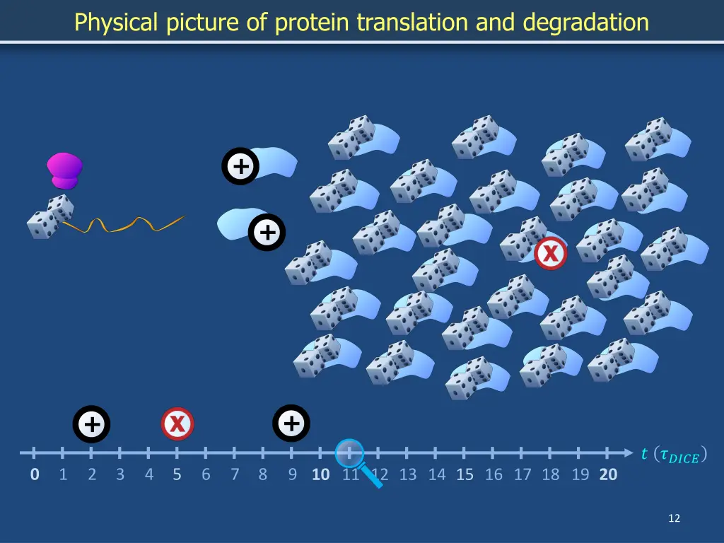 physical picture of protein translation 10