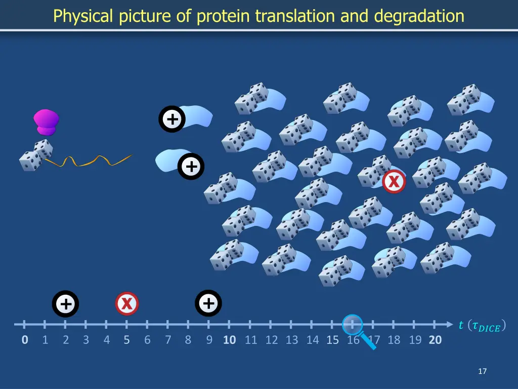 physical picture of protein translation 11