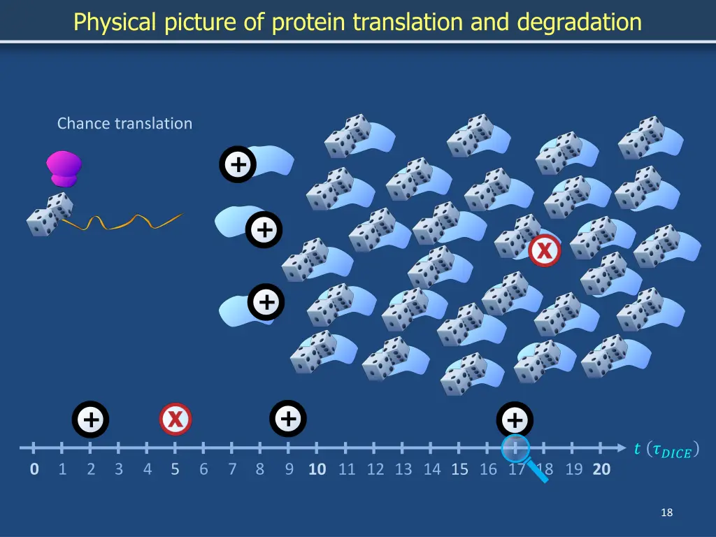 physical picture of protein translation 12