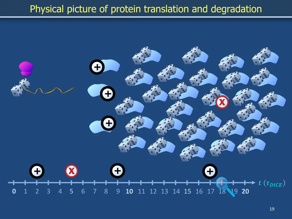 physical picture of protein translation 13