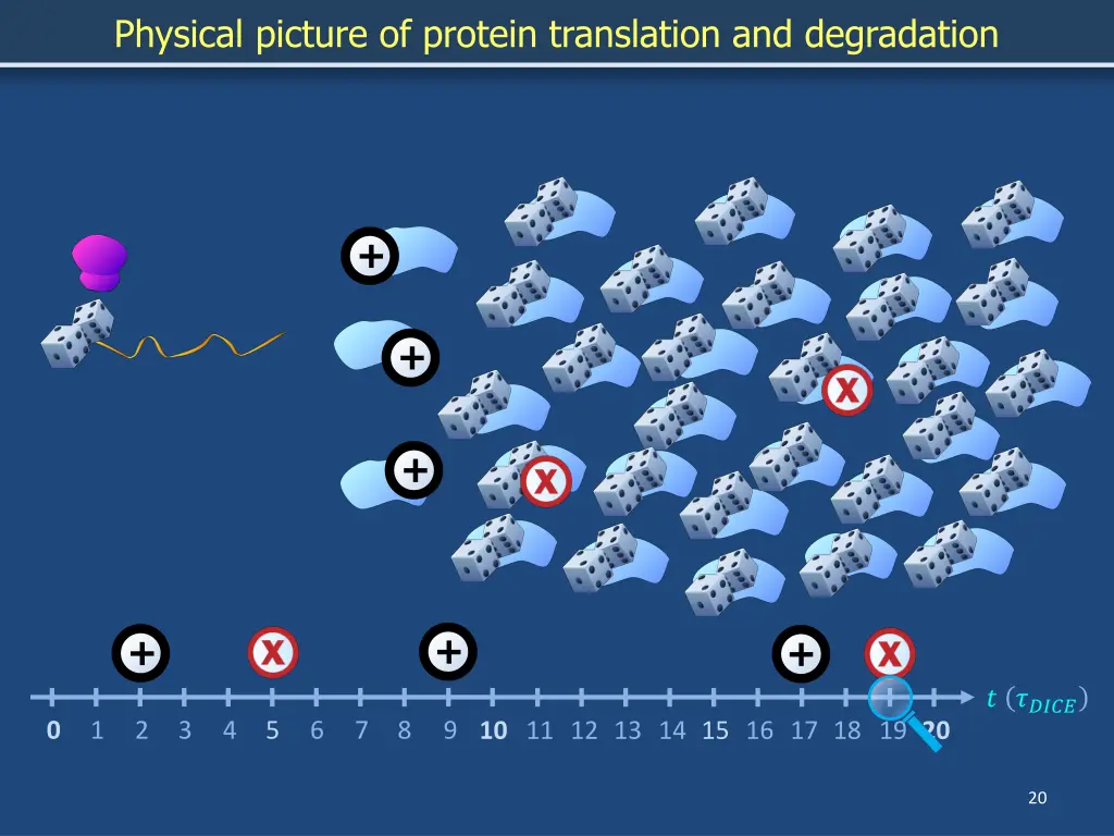 physical picture of protein translation 14