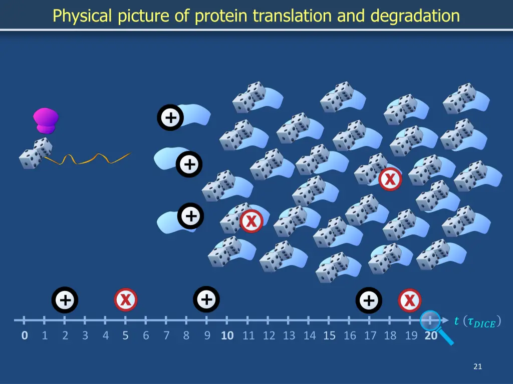 physical picture of protein translation 15