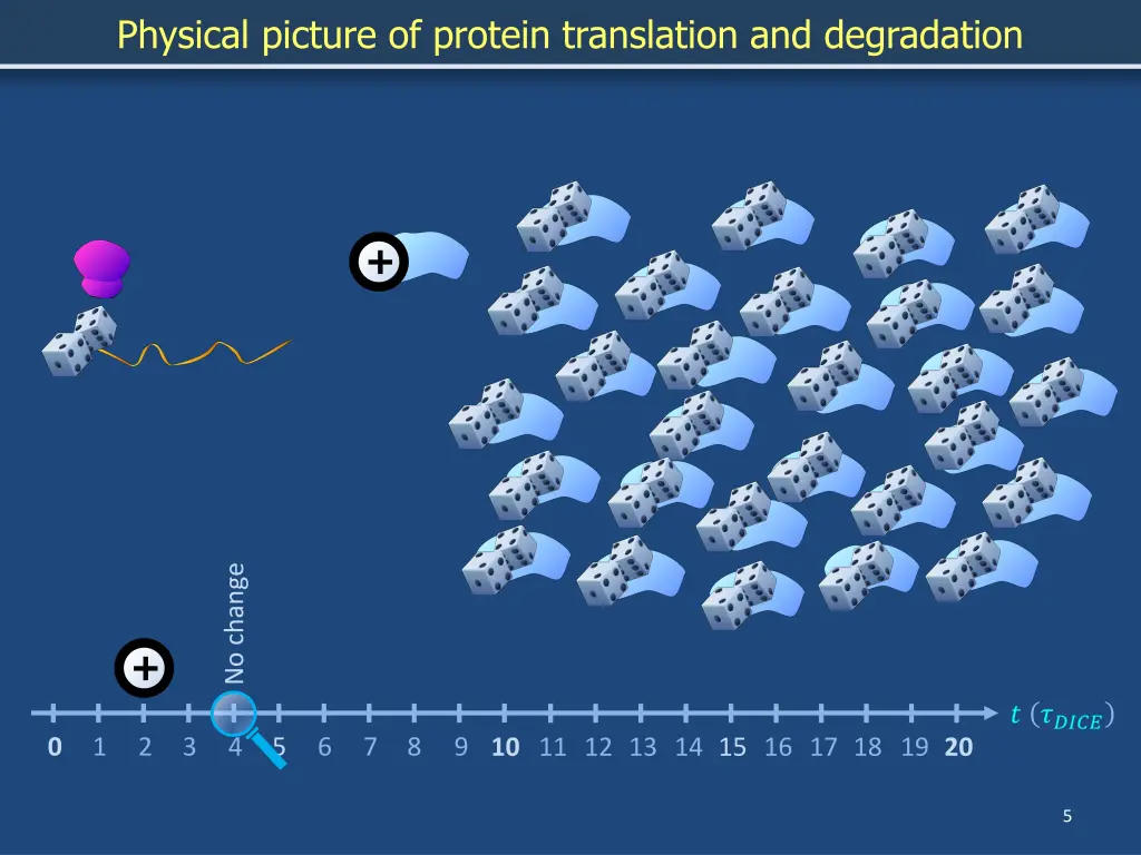 physical picture of protein translation 3