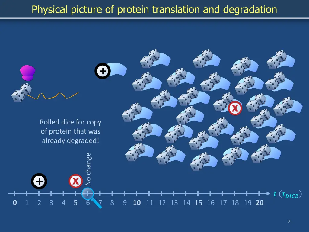 physical picture of protein translation 5