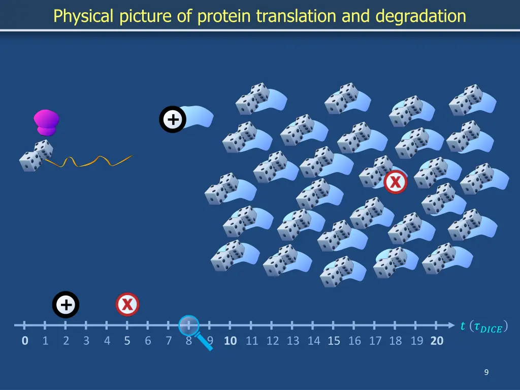 physical picture of protein translation 7