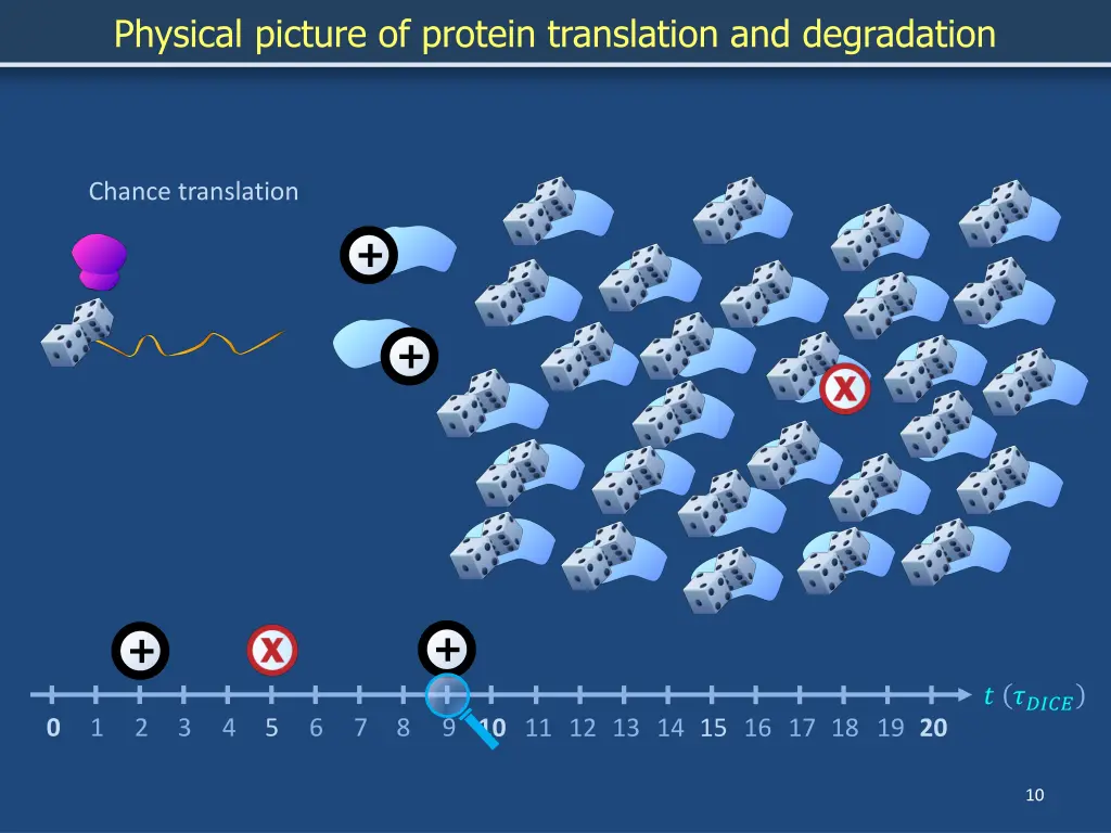 physical picture of protein translation 8