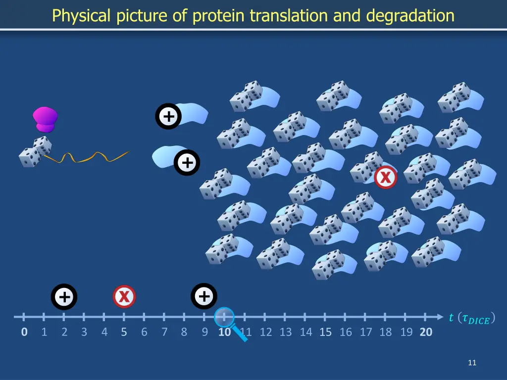 physical picture of protein translation 9