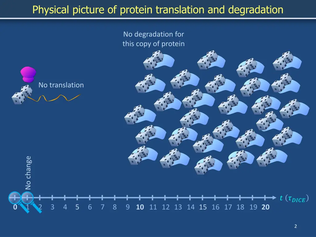 physical picture of protein translation