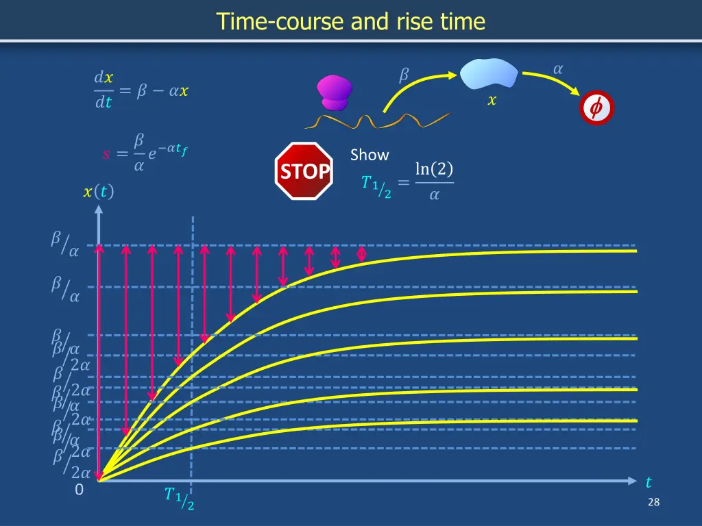 time course and rise time 3