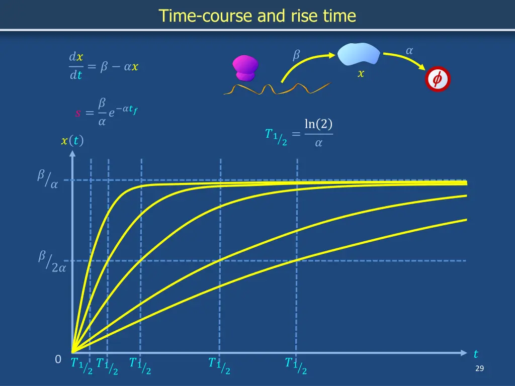time course and rise time 4