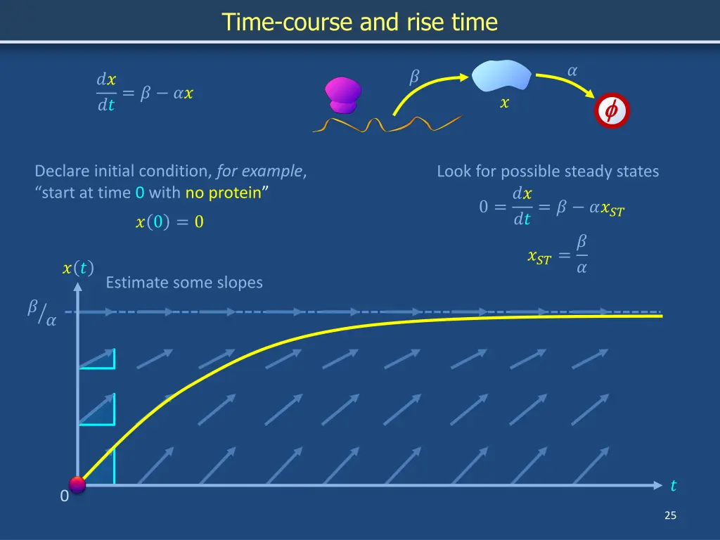 time course and rise time