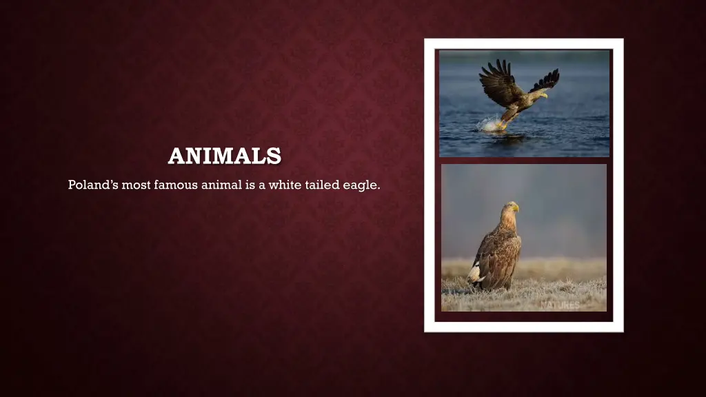 animals
