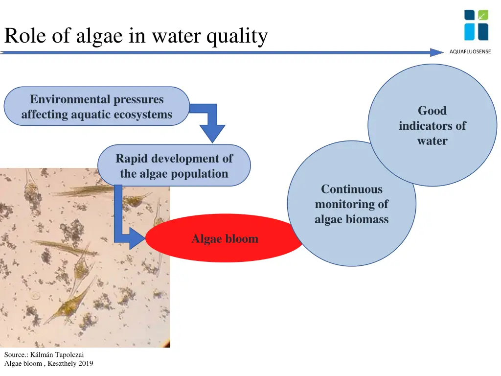 role of algae in water quality
