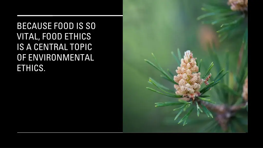 because food is so vital food ethics is a central