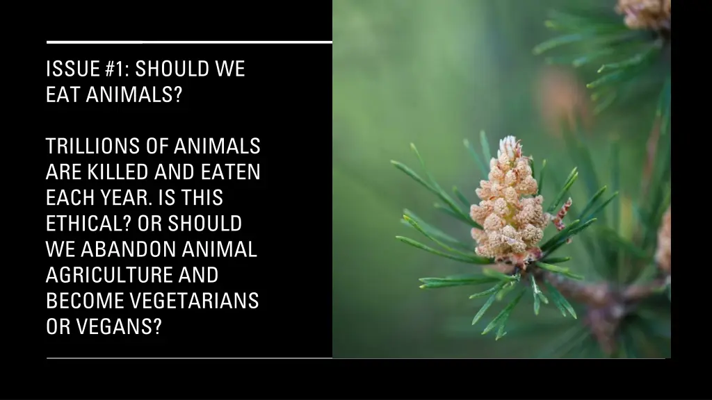 issue 1 should we eat animals