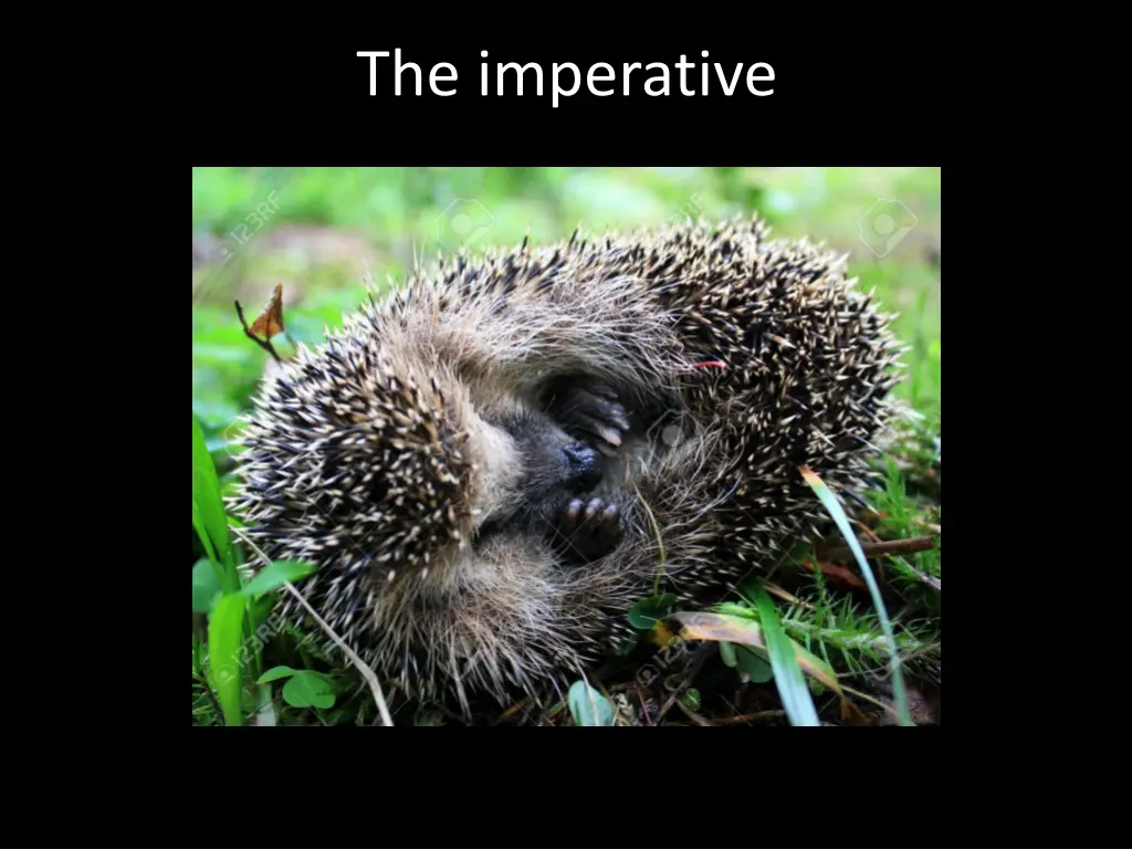 the imperative