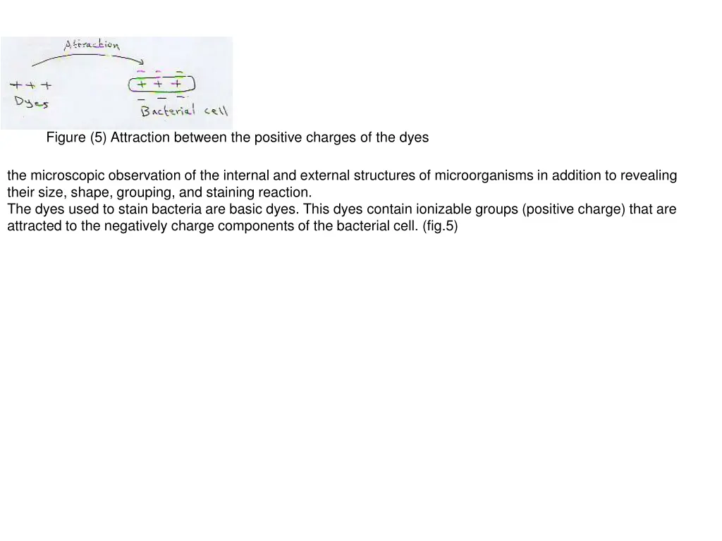 figure 5 attraction between the positive charges
