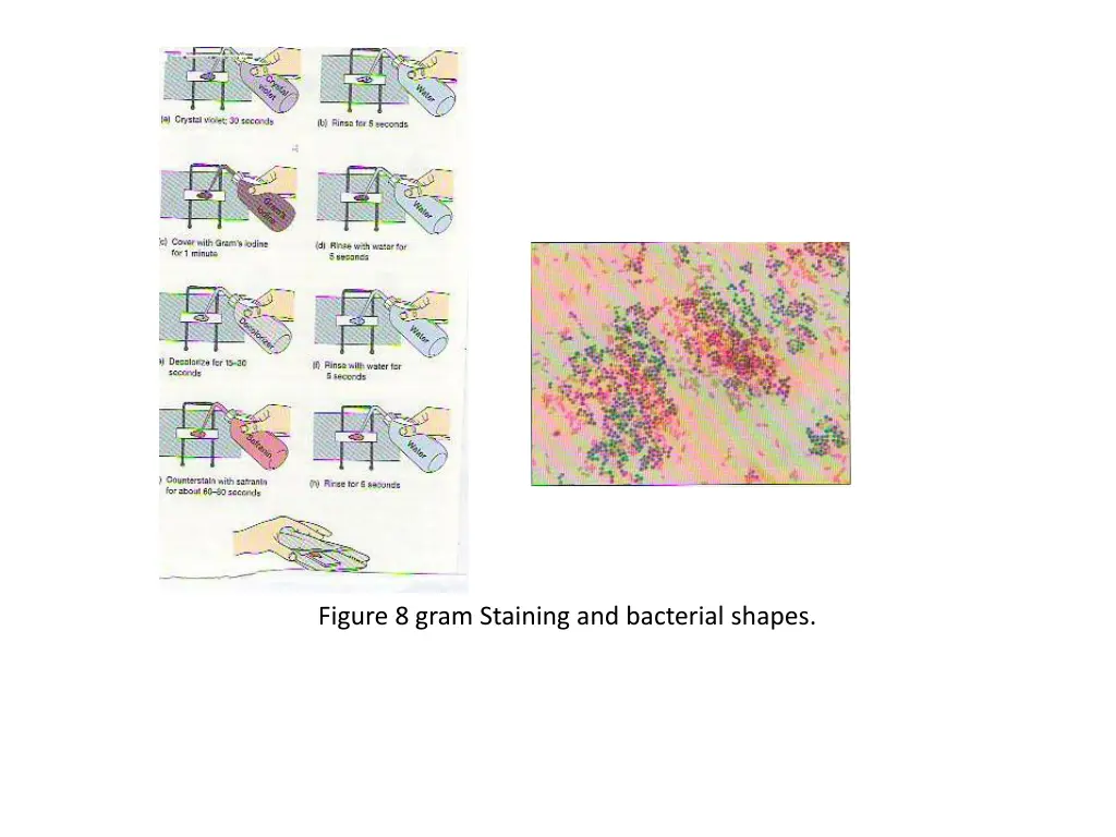 figure 8 gram staining and bacterial shapes