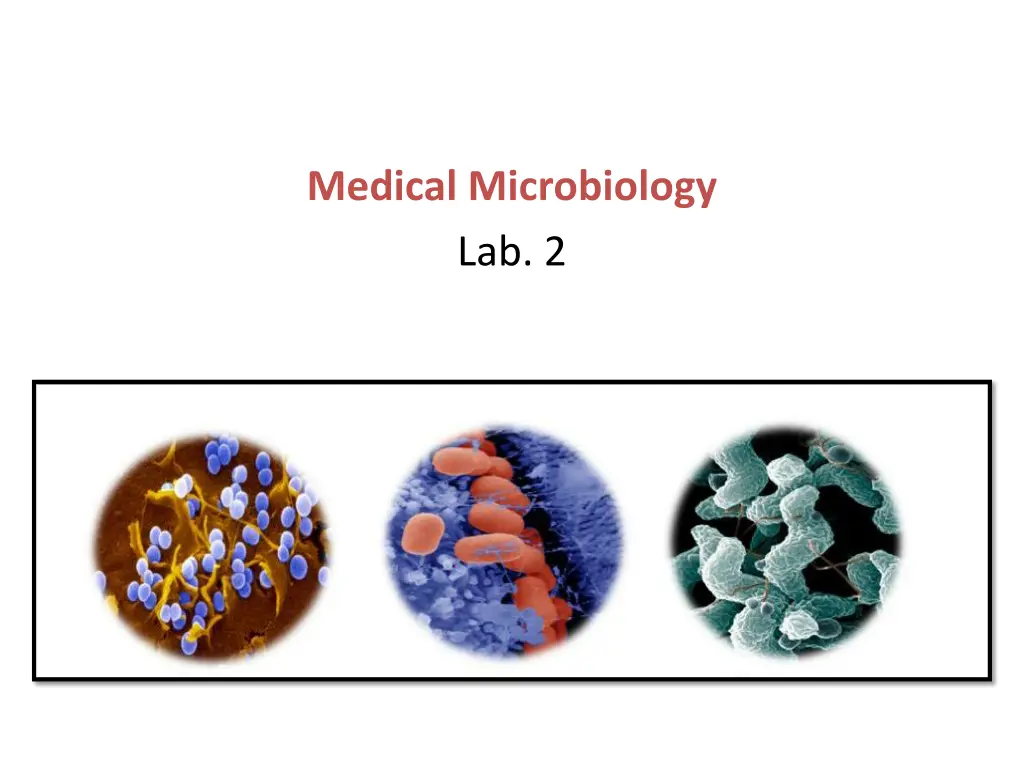 medical microbiology lab 2