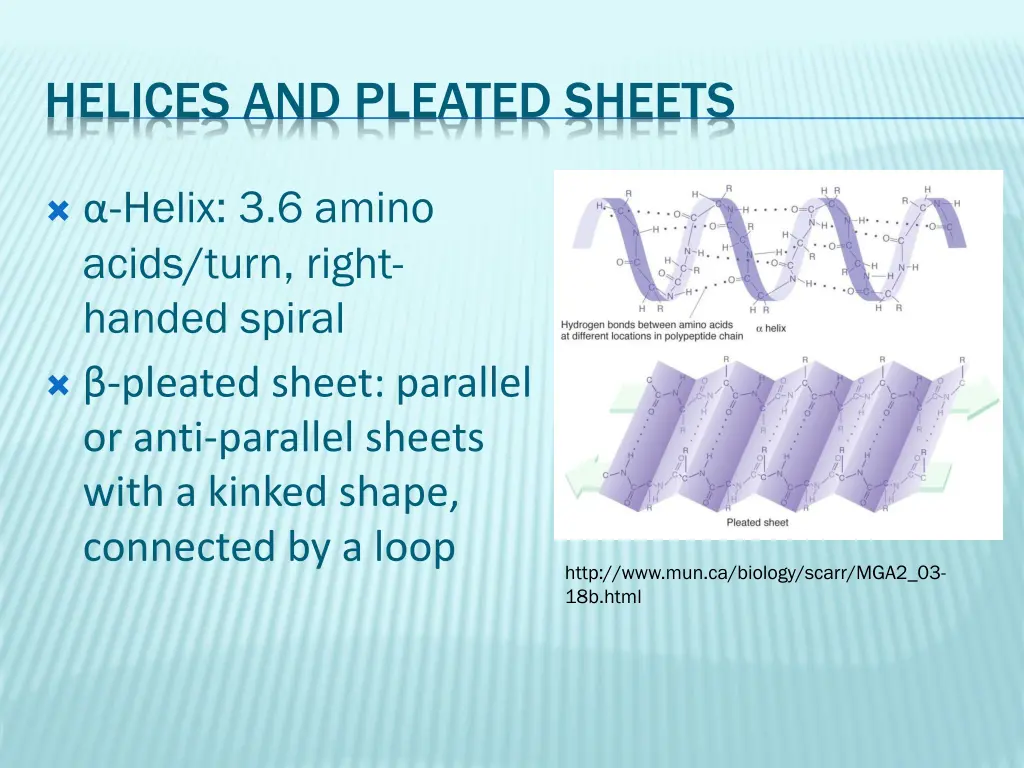helices and pleated sheets