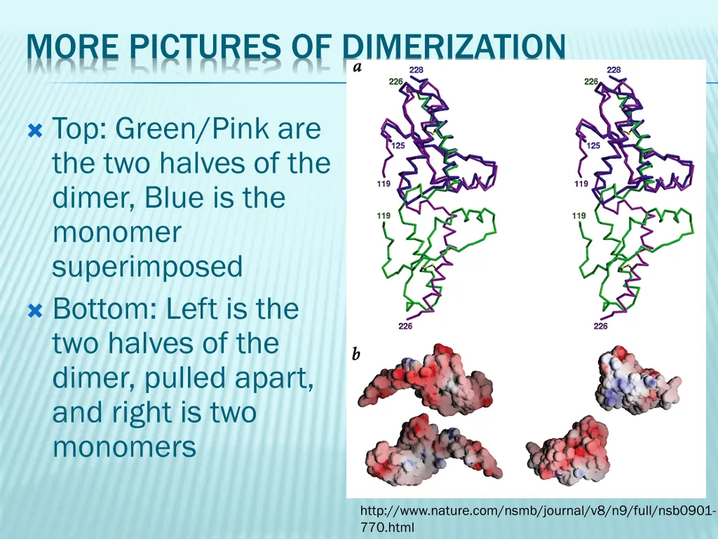 more pictures of dimerization