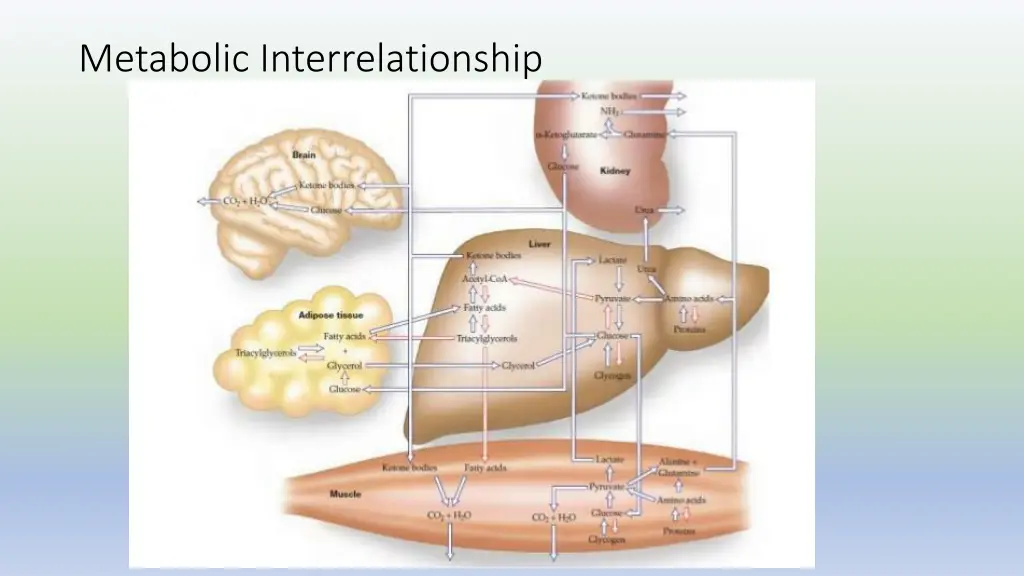metabolic interrelationship