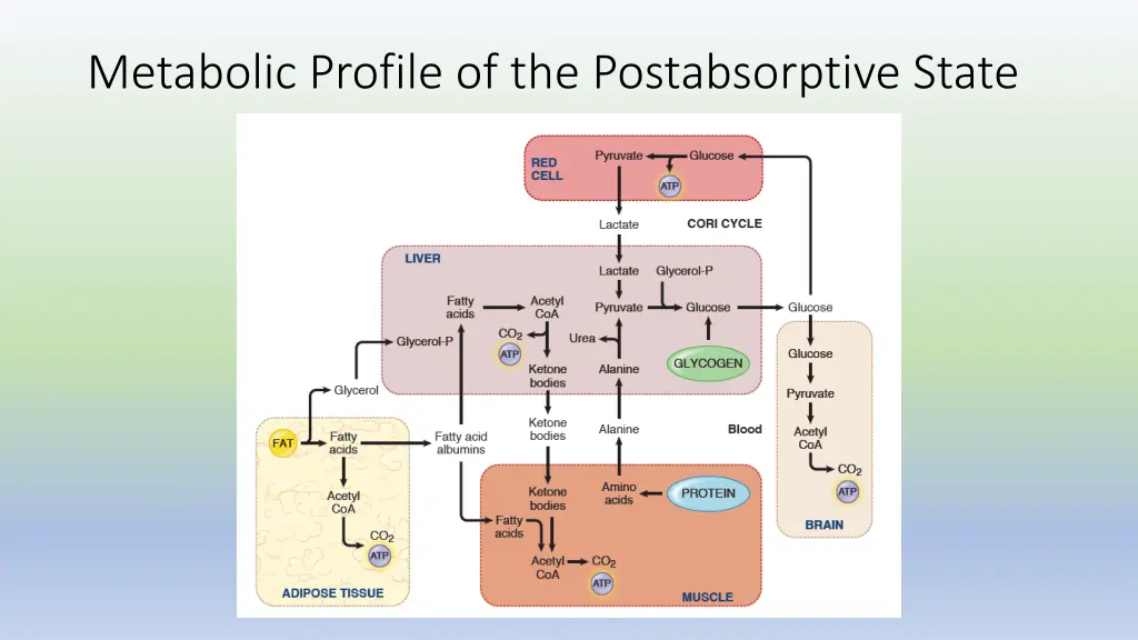metabolic profile of the postabsorptive state