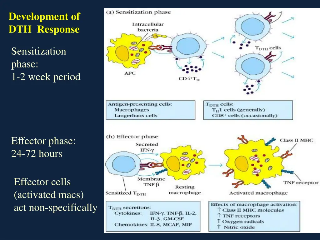 development of dth response