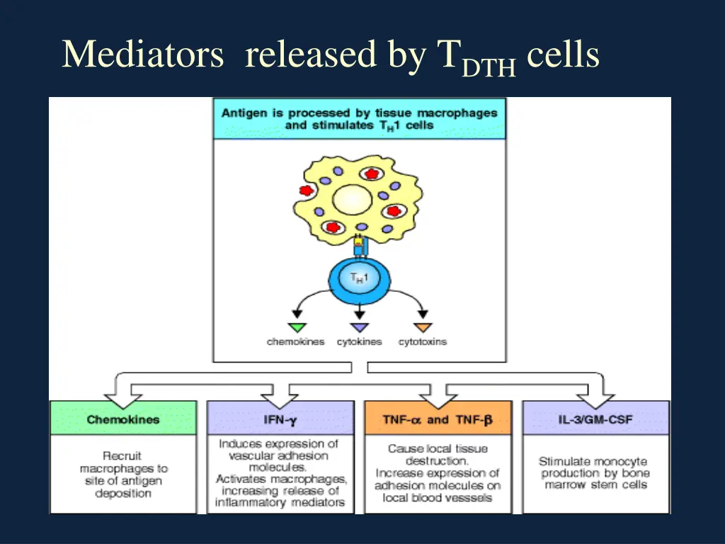 mediators released by t dth cells