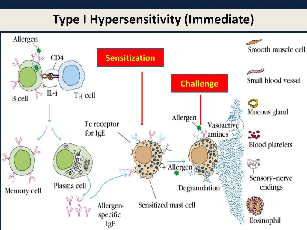 type i hypersensitivity immediate