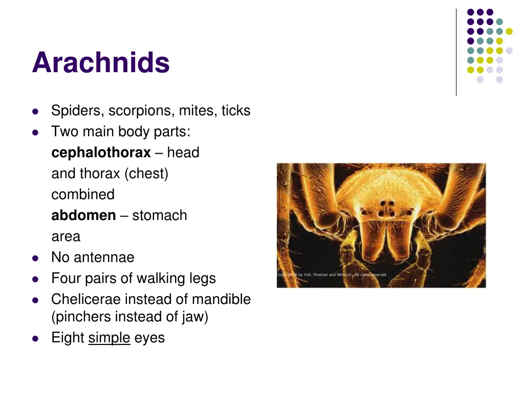 arachnids