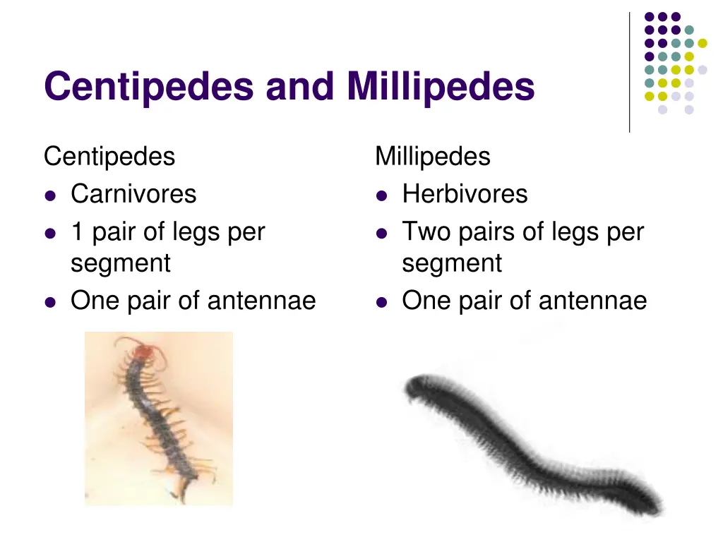 centipedes and millipedes