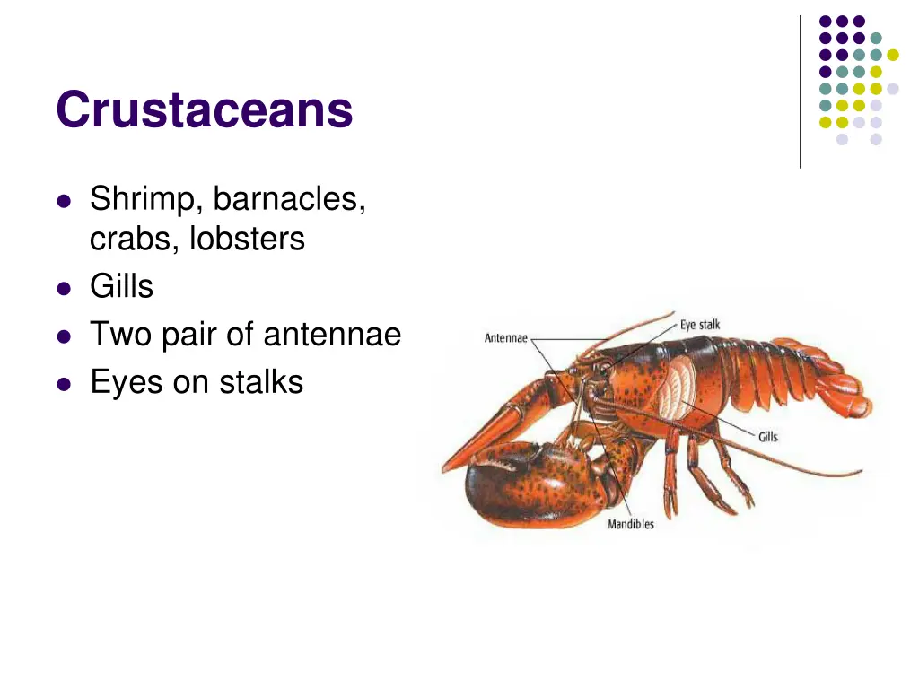 crustaceans