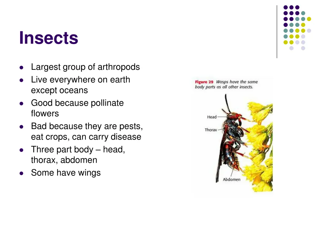 insects